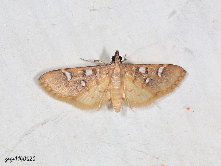  Cotachena pubescens