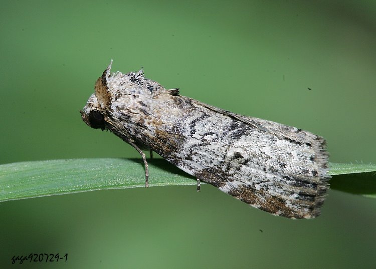 ] Chorsia mollicula 