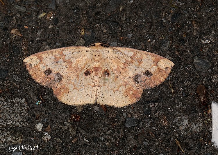 \ظ Heterostegania lunulosa