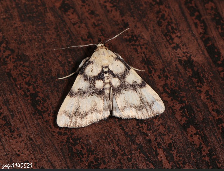 ͻn Adrapsoides reticulatis