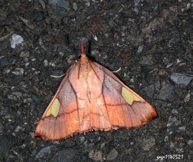   Orybina flaviplaga