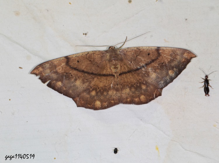 \ظChorodna ochreimacula 