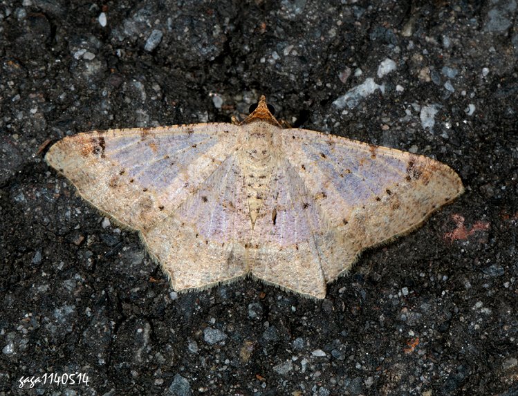 雙前斑尾尺蛾 Macaria abydata
