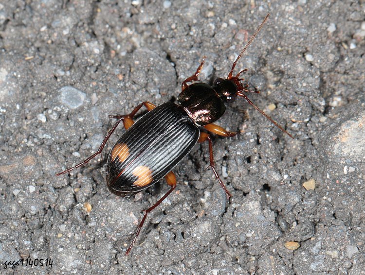 CB Chlaenius bioculatus