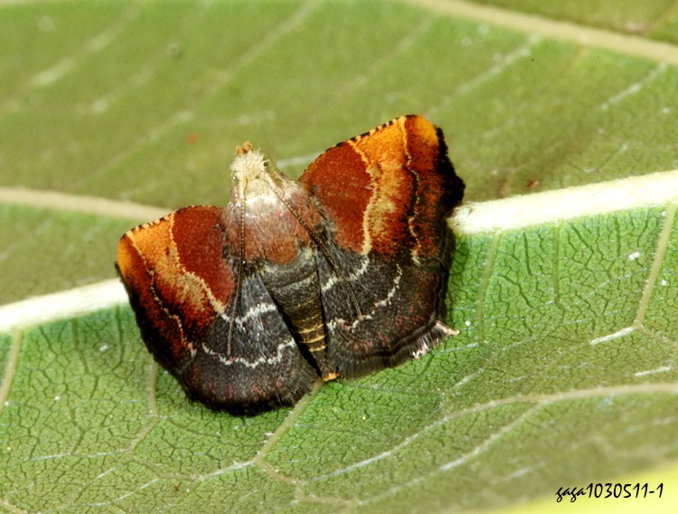  Pyralis sp.