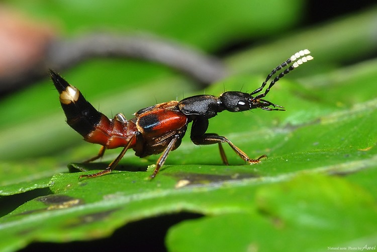 TIE Hesperosoma miwai 
