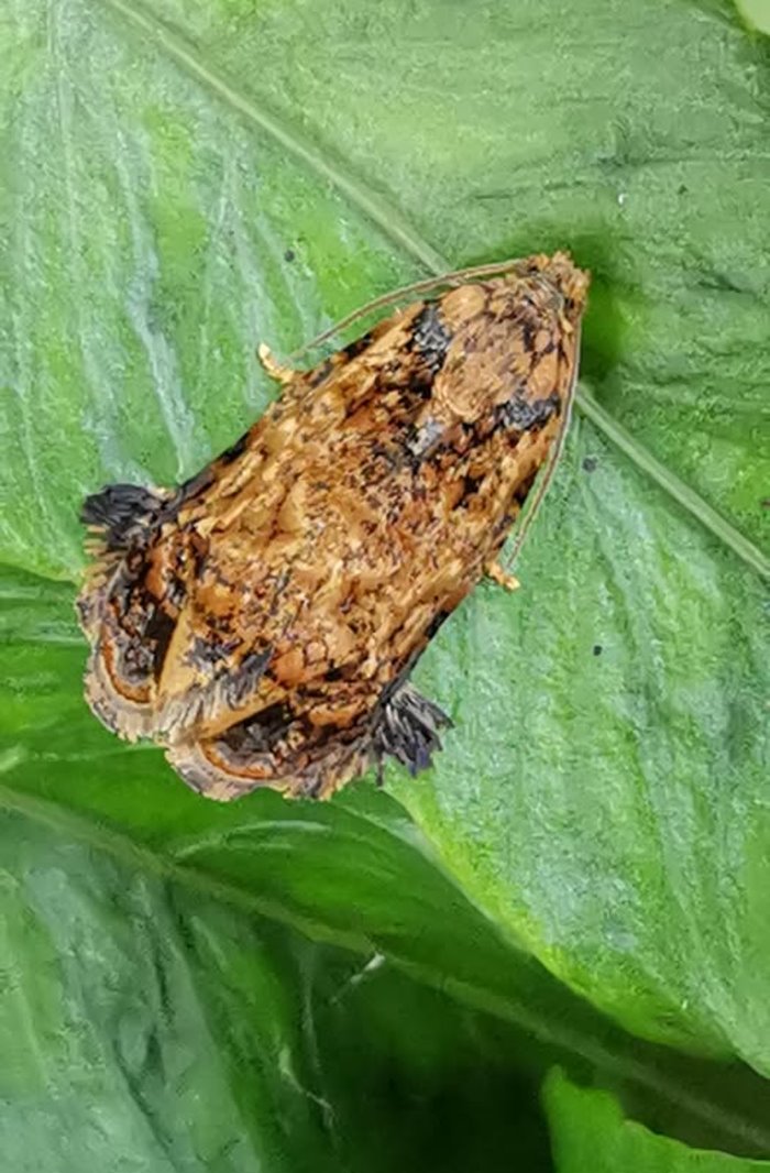 Lݤp Phaecasiophora caryosema