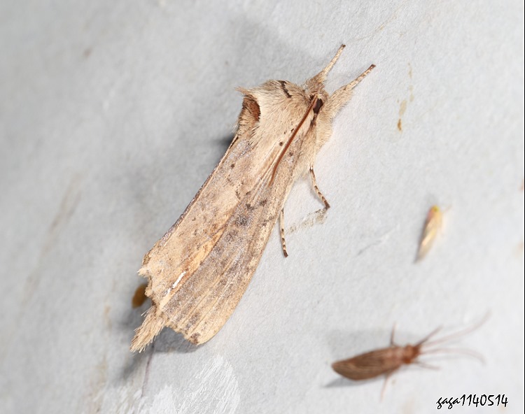 v฿ Saliocleta sp.