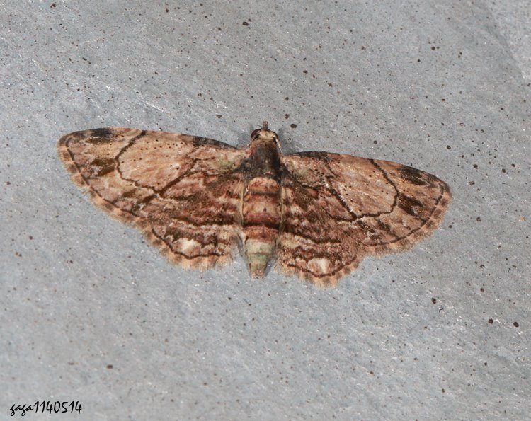 褐小翅波尺蛾屬 Bosara  sp. 