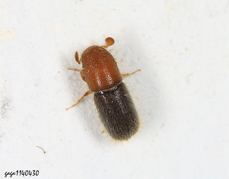 p Xylosandrus  sp. 