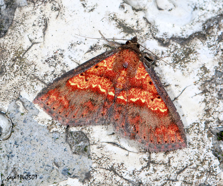 n Cerynea igniaria 