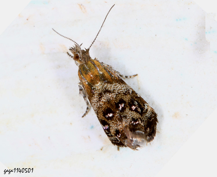  Tebenna sp. Tebenna gnaphaliella
