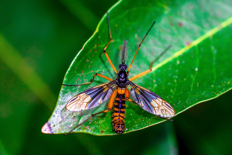 ͤjA  Pselliophora  sp.