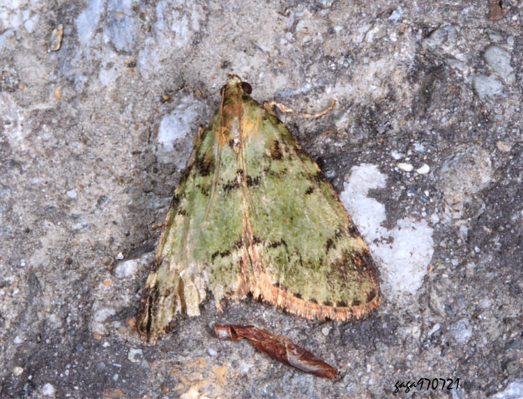 聚螟亞科 Epipaschia sp.
