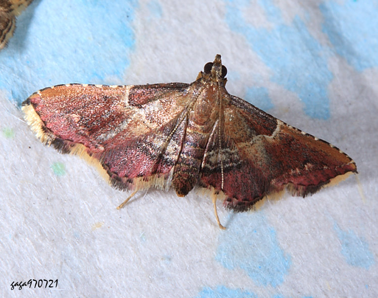   欖綠歧角螟 Endotricha olivacealis