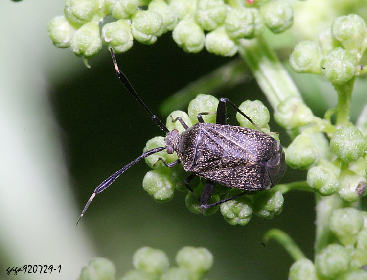 厚盲椿屬 Eurystylus sp.