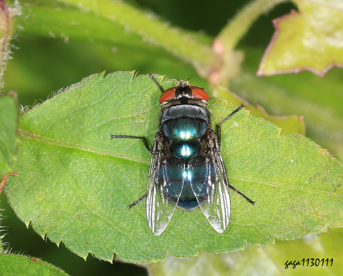 Chrysomya megacephala