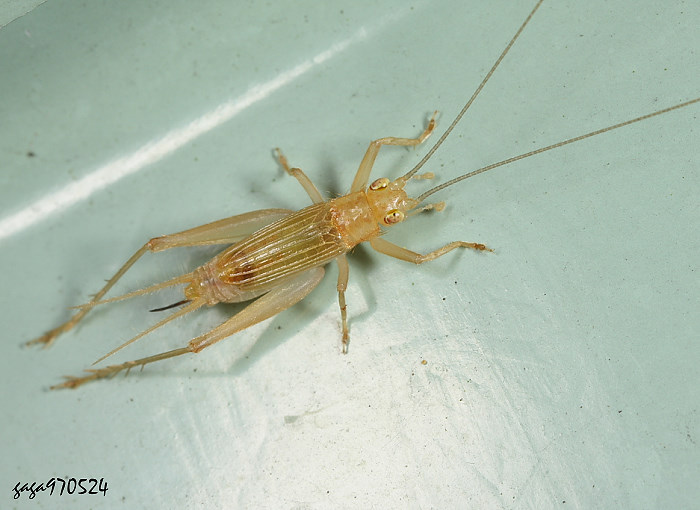  Natula pallidula 