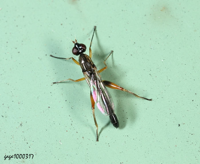  Texara  sp. 