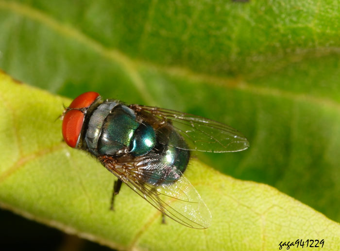 jY Chrysomya megacephala 