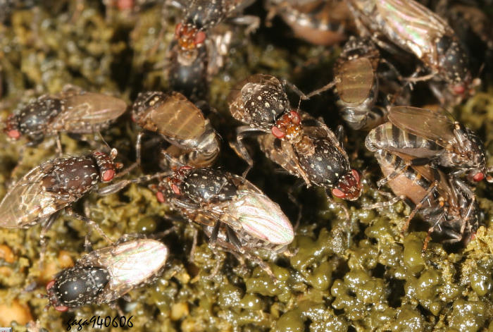 j Poecilosomella sp. 