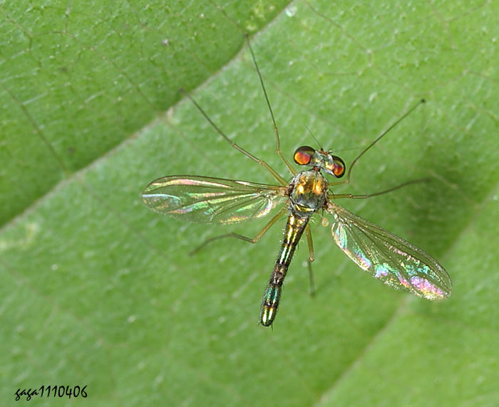 Fj Condylostylus  sp.
