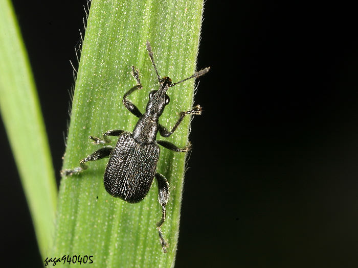 H Deporaus  sp.