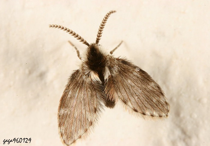  Lepiseodina conspicua