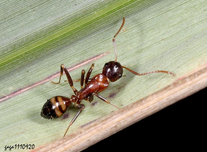 s Camponotus subbarbatus 