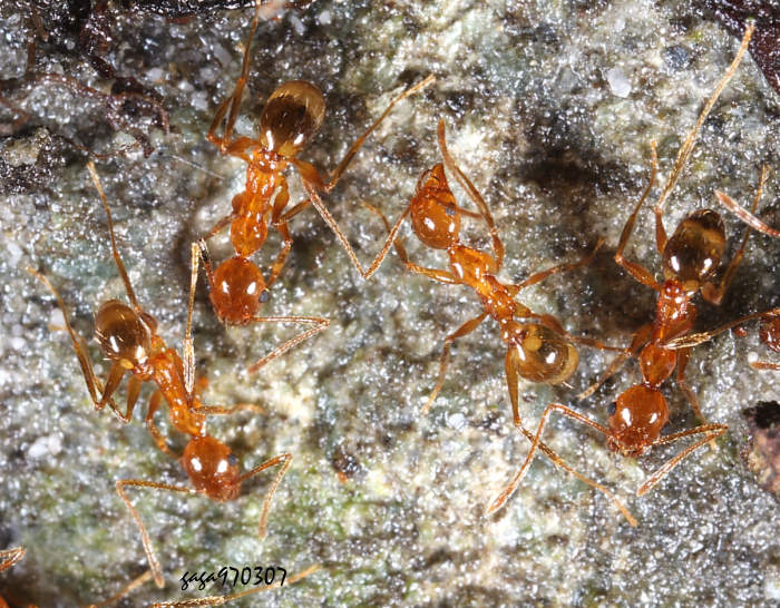 jYa Pheidole sp.  