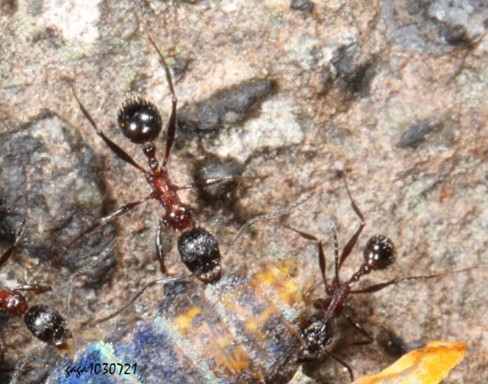 Aphaenogaster baogong