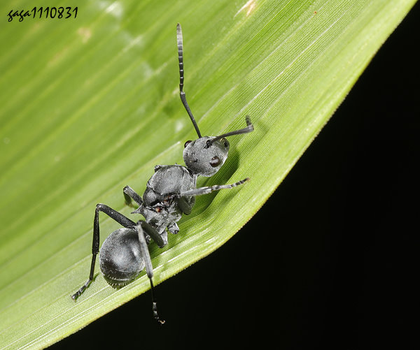 Polyrhachis punctillata 