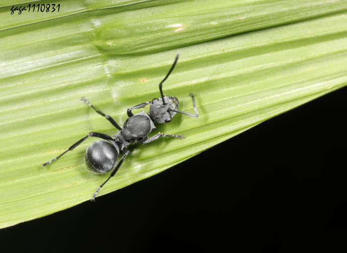 Ƥs Polyrhachis punctillata