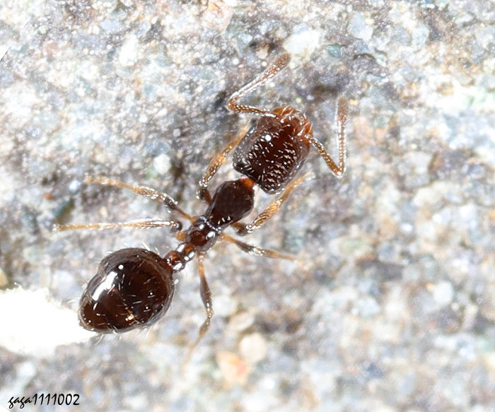  Solenopsis sp.