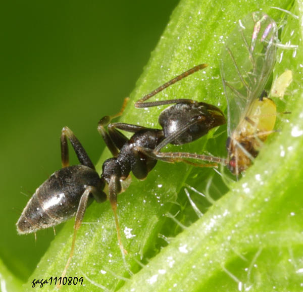 [ Technomyrmex  sp.