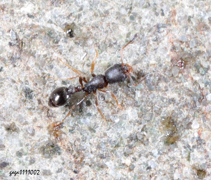 Fa Cardiocondyla  sp.