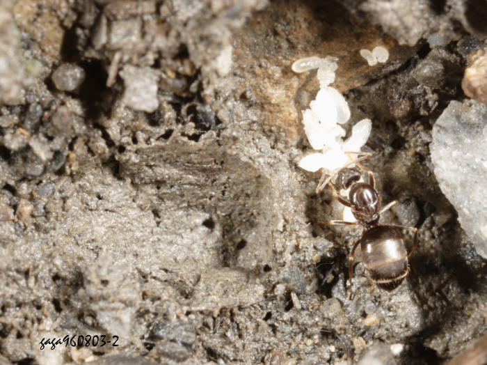  Nylanderia sp.