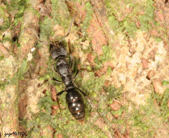 Vw Hypoponera sp.