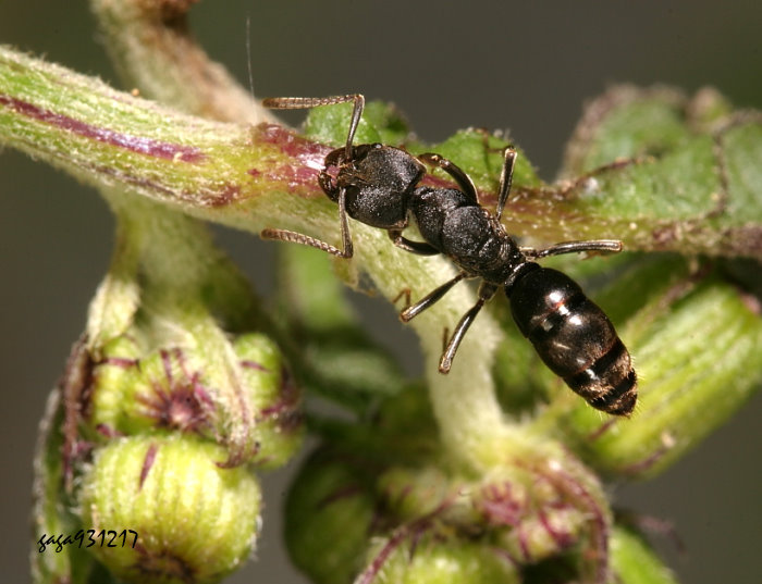 Yr Ectomomyrmex  sp.
