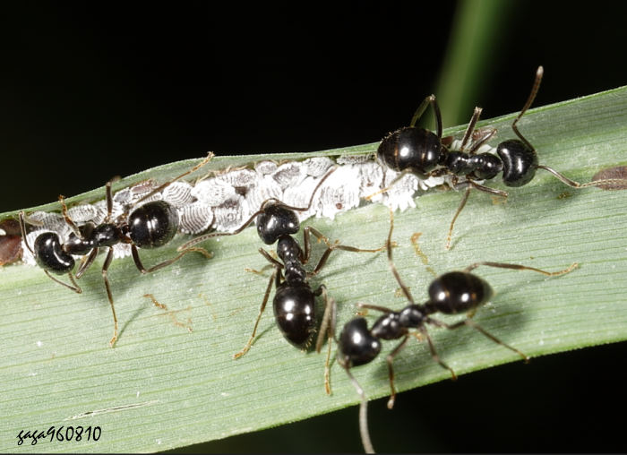 Lasius capitatus  
