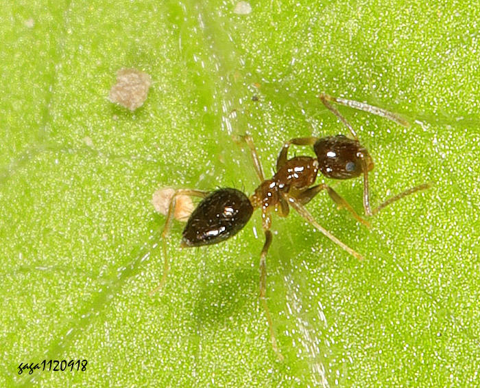  Paratrechina amia 