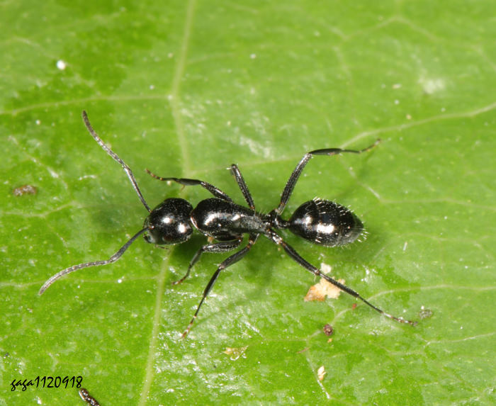 s Camponotus  sp.