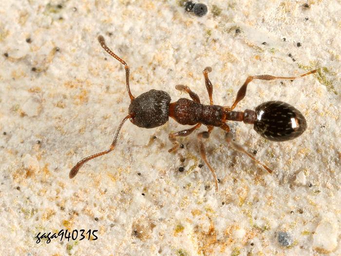 ݮa Leptothorax  sp.