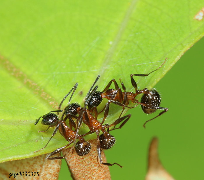 }a Aphaenogaster sp.