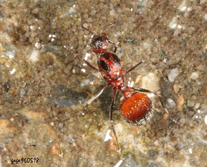 Chelaner antarcticus