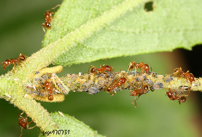  Solenopsis  sp.   