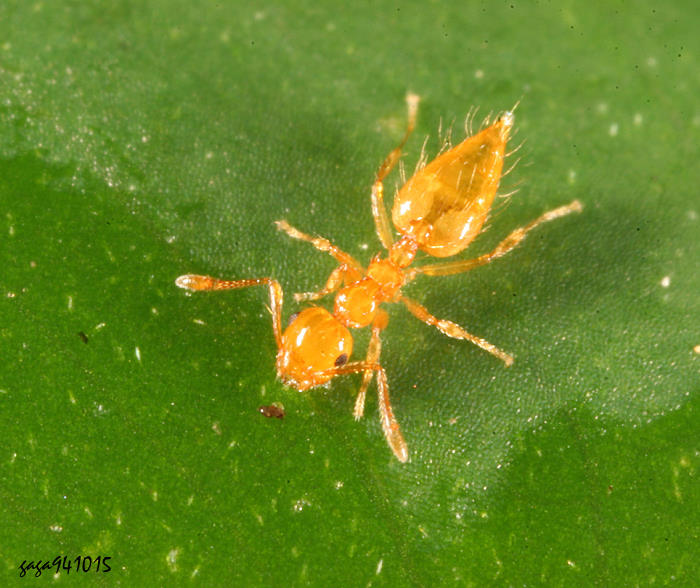 Crematogaster biroi 