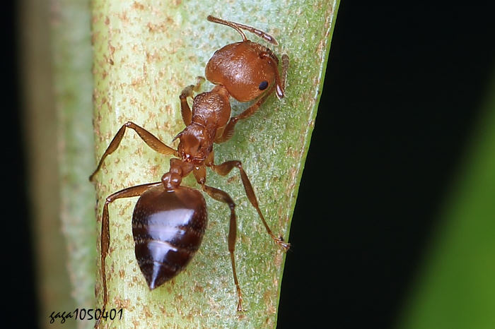 | Crematogaster sp.