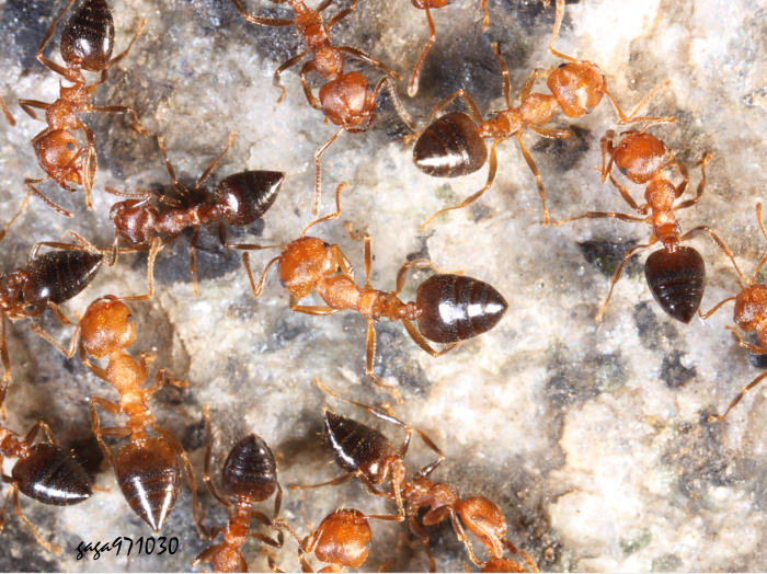 甲仙舉尾蟻 Crematogaster popohana