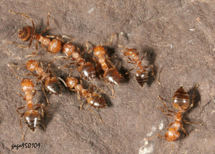  Crematogaster popohana